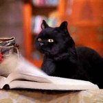 Salem the cat reads a book GIF Template