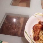 Hungry cat under the table