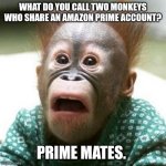 Daily Bad Dad Joke July 16 2024 | WHAT DO YOU CALL TWO MONKEYS WHO SHARE AN AMAZON PRIME ACCOUNT? PRIME MATES. | image tagged in shocked monkey | made w/ Imgflip meme maker