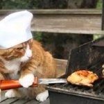 Chef cat flipping burgers