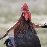 Gladiator Chicken