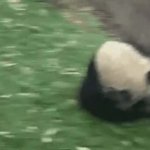 Panda Roll GIF Template
