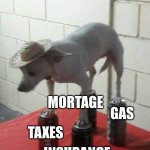 Chihuahua in Hat Balancing on Four Loko Cans | TRYING TO BE AN HONEST PRODUCTIVE MEMBER OF SOCIETY; GAS; MORTAGE; TAXES; INSURANCE | image tagged in chihuahua in hat balancing on four loko cans | made w/ Imgflip meme maker