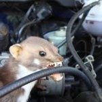 łasica Meme Generator - Imgflip