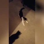 cats chasing laser JPP MAGAts GIF Template