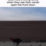 Real | image tagged in gifs,dogs,funny,memes,why are you reading this | made w/ Imgflip video-to-gif maker