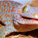 Tokay Gecko Smiles!