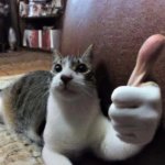 Thumb cat meme