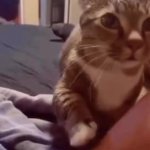 cat GIF Template