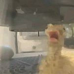 Scared duck