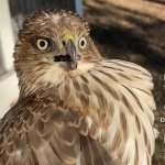 Surprised Hawk