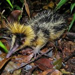 tenrec