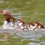 merganser