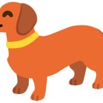 Dachshund