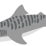 Tiger Shark