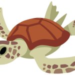 Sea Turtle