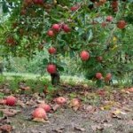 Fruit Tree