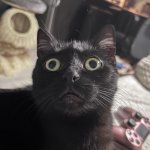 Surprised black cat