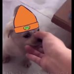 Parappa dog GIF Template