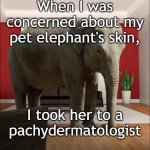 Elephant In The Room | When I was concerned about my pet elephant's skin, I took her to a
pachydermatologist | image tagged in elephant in the room | made w/ Imgflip meme maker