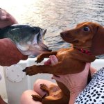 Dog and fish