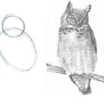 How to draw an owl