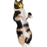 flying cat