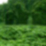 kudzu (blurred