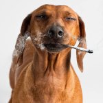 Dog with cigarette