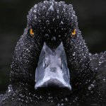 Angry Black Duck