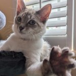 Stop cat