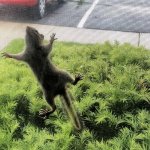 Squirrel on window