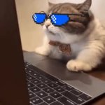 Mecat GIF Template