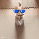 Mecat GIF Template