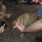 Dog Getting the Middle Finger