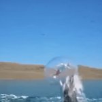 I'm Sure You All Are Having A Ball This Summer | image tagged in gifs,im sure you all are having a ball this summer | made w/ Imgflip video-to-gif maker
