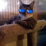 Mecat