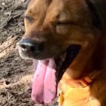 Cool dog