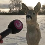 Deer Interview