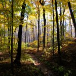 Path in the forest