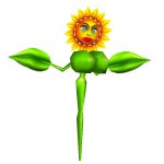 Conker sunflower