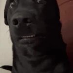 black ddog GIF Template