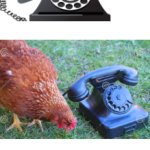 Phonecall For Chicken