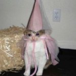 Sad Wizard Cat