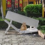 Fat Cat breaks seat