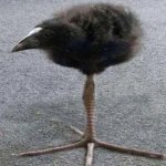 Long Legged  Bird