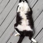 I stand for childless cat ladies