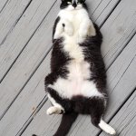 I stand for childless cat ladies