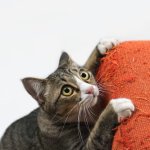 Cat scratching sofa