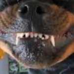 Rottweiler upside down fangs